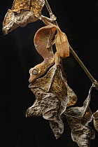 Fantastic Leaf-tail Gecko (Uroplatus phantasticus) female mimicking wilting leaf, Ranomafana National Park, Madagascar