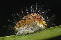 Nymphalid Butterfly (Cupha erymanthis) caterpillar standing guard over a clutch of parasitic wasp pupae that secreted hormones into the caterpillar to guard them after they had c the caterpillars insi...