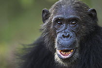 Eastern Chimpanzee (Pan troglodytes schweinfurthii) male, thirty-six years old, Gombe National Park, Tanzania