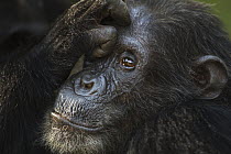 Eastern Chimpanzee (Pan troglodytes schweinfurthii) male, thrity-six years old, being groomed, Gombe National Park, Tanzania
