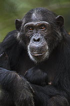 Eastern Chimpanzee (Pan troglodytes schweinfurthii) mother, twenty-three years old, holding less than one day old newborn, Gombe National Park, Tanzania