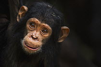 Eastern Chimpanzee (Pan troglodytes schweinfurthii) young female, one year old, Gombe National Park, Tanzania
