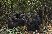 Eastern Chimpanzee (Pan troglodytes schweinfurthii) group feeding on Western Red Colobus (Procolobus badius) prey, Gombe National Park, Tanzania