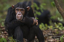 Eastern Chimpanzee (Pan troglodytes schweinfurthii) sub-adult male, twelve years old, Gombe National Park, Tanzania