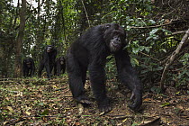 Eastern Chimpanzee (Pan troglodytes schweinfurthii) male, eighteen years old, followed by troop, Gombe National Park, Tanzania
