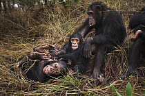 Eastern Chimpanzee (Pan troglodytes schweinfurthii) family playing, Gombe National Park, Tanzania