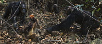 Eastern Chimpanzee (Pan troglodytes schweinfurthii) male, sixteen years old, killing Western Red Colobus (Procolobus badius) prey, Gombe National Park, Tanzania