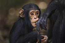 Eastern Chimpanzee (Pan troglodytes schweinfurthii) male young, three years old, playing with mother's hand, Gombe National Park, Tanzania