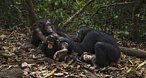 Eastern Chimpanzee (Pan troglodytes schweinfurthii) female twins, fourteen years old, with their three month and year old young, Gombe National Park, Tanzania