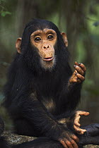 Eastern Chimpanzee (Pan troglodytes schweinfurthii) young male, two years old, calling, Gombe National Park, Tanzania