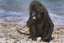 Olive Baboon (Papio anubis) licking pebble for salts, Gombe National Park, Tanzania