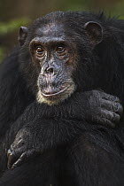 Eastern Chimpanzee (Pan troglodytes schweinfurthii) male, fourty-one years old, Gombe National Park, Tanzania