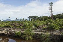 Clearcut forest area, Sumatra, Indonesia