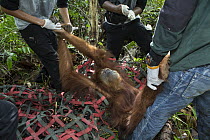 Sumatran Orangutan (Pongo abelii) female being rescued from clearcut forest area by the Human Orangutan Conflict Response Unit, Sumatra, Indonesia