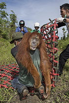 Sumatran Orangutan (Pongo abelii) female being rescued from clearcut forest area by the Human Orangutan Conflict Response Unit, Sumatra, Indonesia