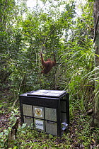Sumatran Orangutan (Pongo abelii) female climbing trees after being rescued from clearcut forest area by the Human Orangutan Conflict Response Unit, Gunung Leuser National Park, Sumatra, Indonesia