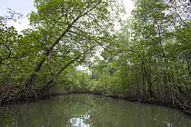 Mangrove forest, Isla Escudo de Veraguas, Panama