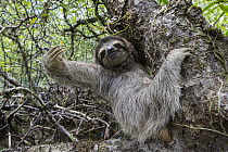 Pygmy Three-toed Sloth (Bradypus pygmaeus), Isla Escudo de Veraguas, Panama