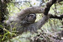 Pygmy Three-toed Sloth (Bradypus pygmaeus) climbing, Isla Escudo de Veraguas, Panama