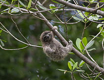 Pygmy Three-toed Sloth (Bradypus pygmaeus) four month old baby scratching, Isla Escudo de Veraguas, Panama