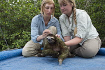 Pygmy Three-toed Sloth (Bradypus pygmaeus) biologist, Rebecca Cliffe, taking hair samples, Isla Escudo de Veraguas, Panama