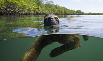 Pygmy Three-toed Sloth (Bradypus pygmaeus) swimming in mangrove forest, Isla Escudo de Veraguas, Panama