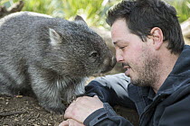 Common Wombat (Vombatus ursinus) orphan with sanctuary director, Greg Irons, Bonorong Wildlife Sanctuary, Tasmania, Australia
