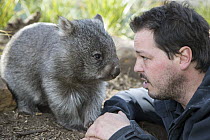 Common Wombat (Vombatus ursinus) orphan with sanctuary director, Greg Irons, Bonorong Wildlife Sanctuary, Tasmania, Australia