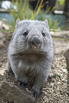 Common Wombat (Vombatus ursinus) orphan, Bonorong Wildlife Sanctuary, Tasmania, Australia