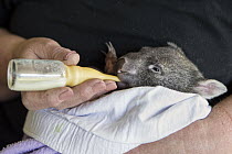 Common Wombat (Vombatus ursinus) five month old orphaned joey bottle feeding, Bonorong Wildlife Sanctuary, Tasmania, Australia