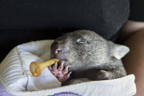 Common Wombat (Vombatus ursinus) five month old orphaned joey with pacifier in mouth, Bonorong Wildlife Sanctuary, Tasmania, Australia