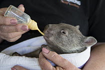 Common Wombat (Vombatus ursinus) six month old orphaned joey bottle feeding, Bonorong Wildlife Sanctuary, Tasmania, Australia