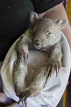 Common Wombat (Vombatus ursinus) six month old orphaned joey, Bonorong Wildlife Sanctuary, Tasmania, Australia