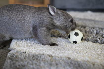 Common Wombat (Vombatus ursinus) seven month old orphaned joey playing with ball in foster home, Bonorong Wildlife Sanctuary, Tasmania, Australia