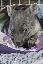 Common Wombat (Vombatus ursinus) five month old orphaned joey in pouch, Bonorong Wildlife Sanctuary, Tasmania, Australia