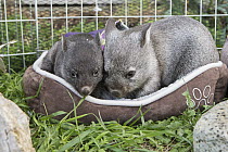 Common Wombat (Vombatus ursinus) six month old orphaned joeys, Bonorong Wildlife Sanctuary, Tasmania, Australia