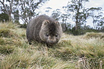Common Wombat (Vombatus ursinus), Cradle Mountain-Lake Saint Clair National Park, Tasmania, Australia