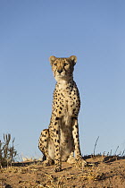 Cheetah (Acinonyx jubatus), Cheetah Conservation Fund, Namibia
