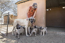 Anatolian Shepherd (Canis familiaris) mother and puppies, livestock guarding dogs bred to reduce human-predator conflict, with conservationist, Cheetah Conservation Fund, Namibia
