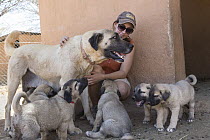 Anatolian Shepherd (Canis familiaris) mother and puppies, livestock guarding dogs bred to reduce human-predator conflict, with conservationist, Cheetah Conservation Fund, Namibia