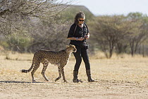 Cheetah (Acinonyx jubatus) conservationist, Laurie Marker, with rescued cheetah, Cheetah Conservation Fund, Namibia