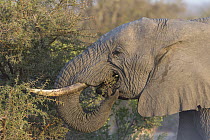 African Elephant (Loxodonta africana) browsing, Sabi-sands Game Reserve, South Africa