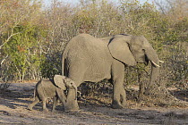 African Elephant (Loxodonta africana) mother and young calf, Sabi-sands Game Reserve, South Africa