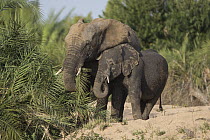 African Elephant (Loxodonta africana) mother and calf browsing, Sabi-sands Game Reserve, South Africa