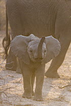 African Elephant (Loxodonta africana) young calf smelling air, Sabi-sands Game Reserve, South Africa