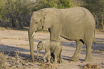 African Elephant (Loxodonta africana) mother and young calf, Sabi-sands Game Reserve, South Africa