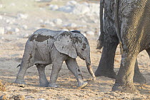 African Elephant (Loxodonta africana) young calf, Etosha National Park, Namibia