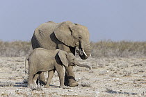 African Elephant (Loxodonta africana) mother and calf grazing, Sabi-sands Game Reserve, South Africa