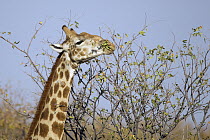 South African Giraffe (Giraffa giraffa giraffa) browsing, Sabi-sands Game Reserve, South Africa