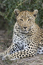 Leopard (Panthera pardus), Sabi-sands Game Reserve, South Africa